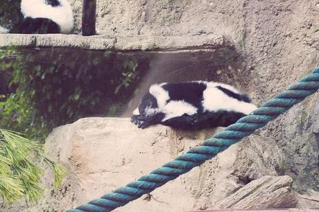 Vida animal Animal life