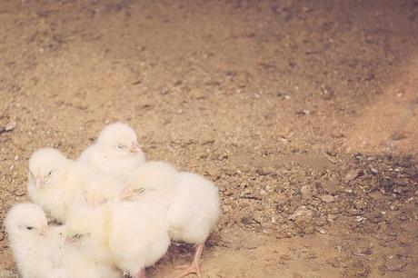 Vida animal Animal life