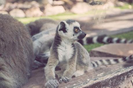 Vida animal Animal life