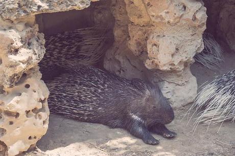 Vida animal Animal life