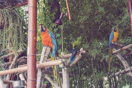 Vida animal Animal life