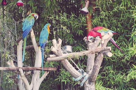 Vida animal Animal life