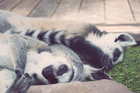 Vida animal Animal life