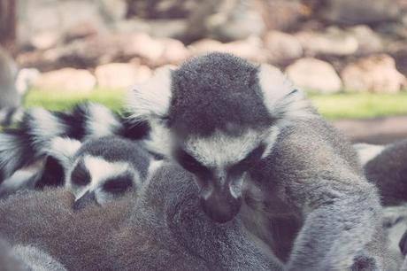 Vida animal Animal life