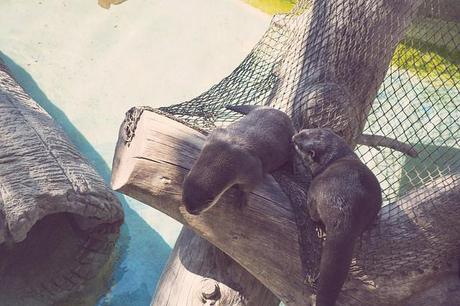 Vida animal Animal life