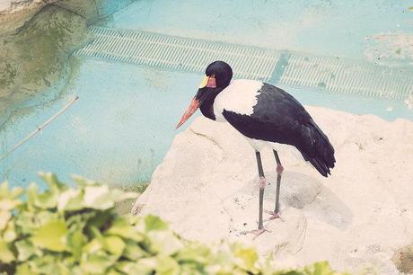 Vida animal Animal life