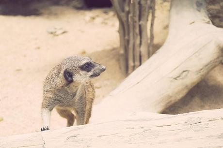 Vida animal Animal life