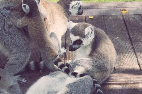 Vida animal Animal life