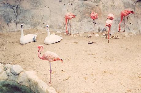 Vida animal Animal life