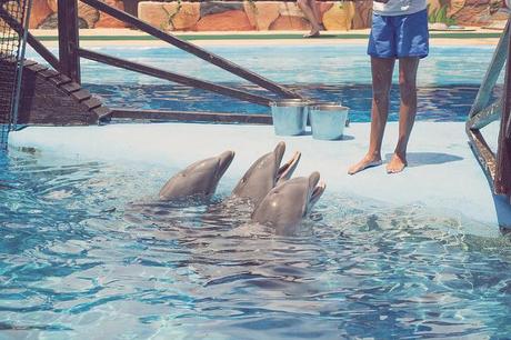 Vida animal Animal life