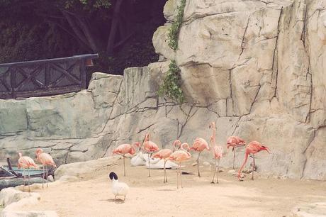 Vida animal Animal life