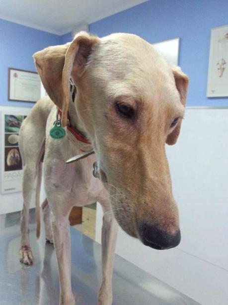 PABLO, APALEADO A DIARIO, URGENTE ACOGIDA O ADOPCIÓN. (MADRID) PABLO, APALEADO A DIARIO, URGENTE ACOGIDA O ADOPCIÓN. (MADRID)