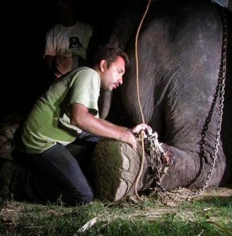 Un elefante llora al ser rescatado en la India. 