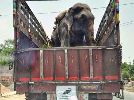 Un elefante llora al ser rescatado en la India. 