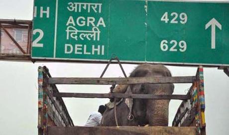 Un elefante llora al ser rescatado en la India. 