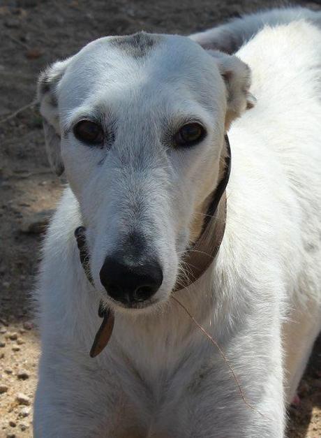 SODA, PRECIOSA GALGA EN ADOPCIÓN.