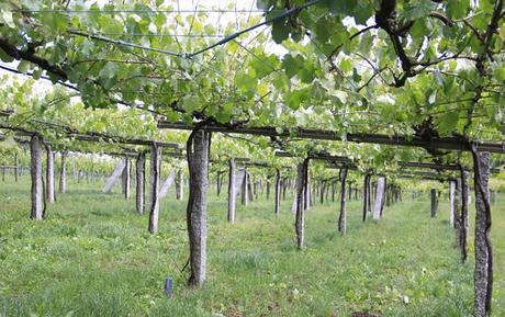 Albariño entre la tradición y la investigación. Bodegas Martín Códax Albariño entre la tradición y la investigación. Bodegas Martín Códax