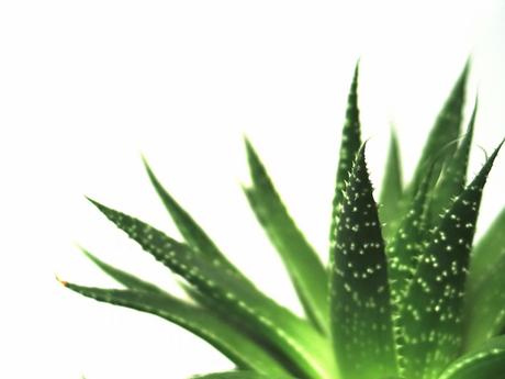 Organic Aloe Vera Sun Lotion...de MacroBionatura. Organic Aloe Vera Sun Lotion...de MacroBionatura.