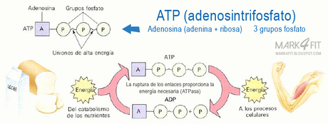 Revisión de literatura: Suplementación con ATP ¿SÍ O NO?