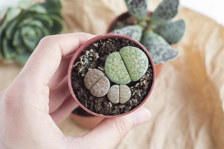 Nuevas plantitas Little Lithops