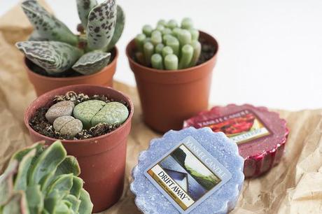 Nuevas plantitas New succulents for my little garden