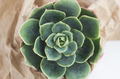 Nuevas plantitas Echeveria