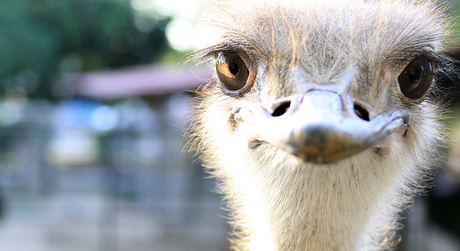 El síndrome avestruz o cómo recuperar tu enfoque Hazte el avestruz: corre o ataca, pero toma una decisión.