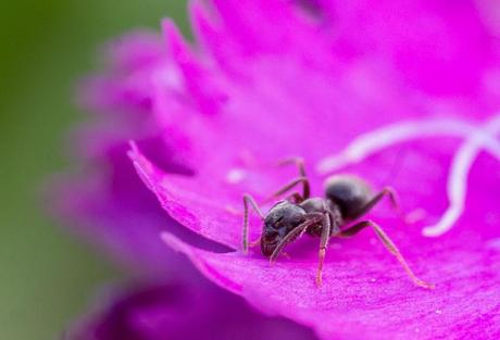 Hormigas en el huerto: ¿Plaga o insecto beneficioso?