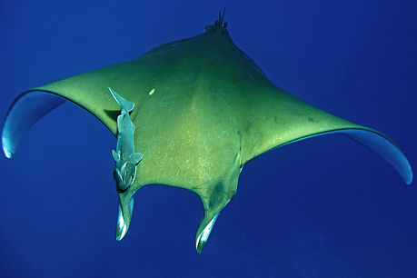 Descubren que la manta raya chilena es capaz de realizar buceos muy profundos Chilean Devil Rays