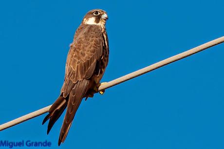 HALCÓN DE ELEONORA-Falco eleonorae-Eleonora´s falcon