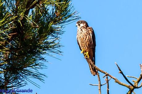 HALCÓN DE ELEONORA-Falco eleonorae-Eleonora´s falcon