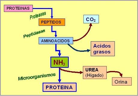 ¿Cuánta proteína es necesaria para el crecimiento muscular?