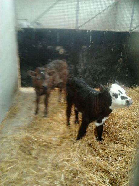 WWOOFING: una manera alternativa de viajar. Corderitos