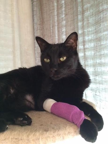 Gatito recuperandose Gatito recuperandose