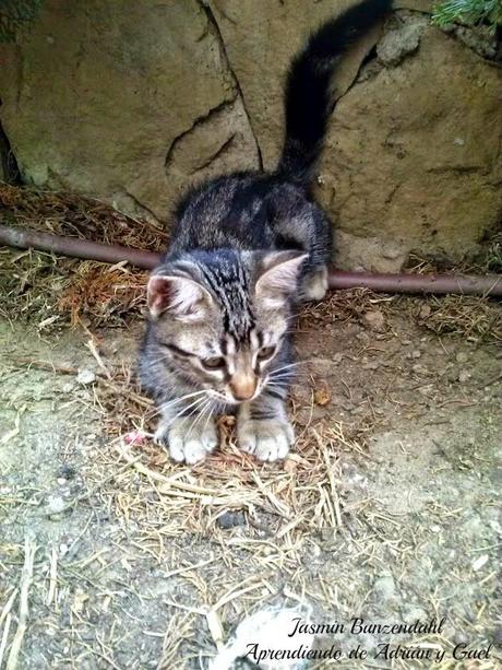 Txiki: Un nuevo amigo que ha revolucionado al vecindario