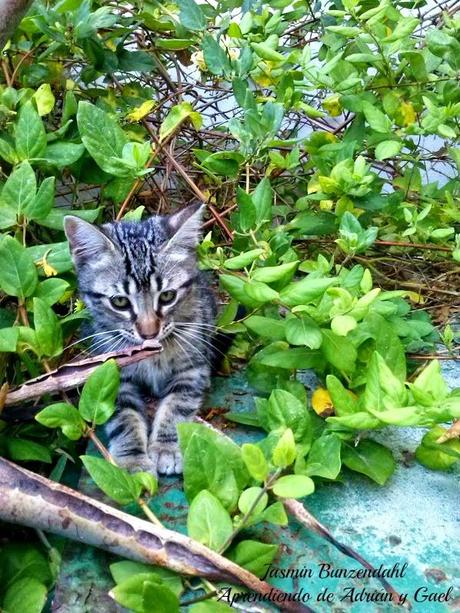 Txiki: Un nuevo amigo que ha revolucionado al vecindario