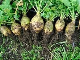 Cómo cultivar rutabaga