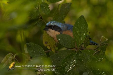 Saira de antifaz (Fawn-breasted Tanager) Pipraeidea melanonota Saira de antifaz (Fawn-breasted Tanager) Pipraeidea melanonota