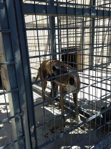 MUY URGENTE!! LOS GALGOS DE LA PERRERA DE CÓRDOBA NO AGUANTAN MAS. ALERTA NARANJA EN CÓRDOBA POR ALTAS TEMPERATURAS.