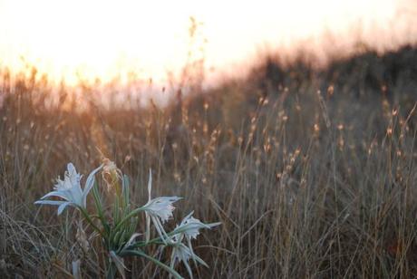 Instantánea: palmar 033