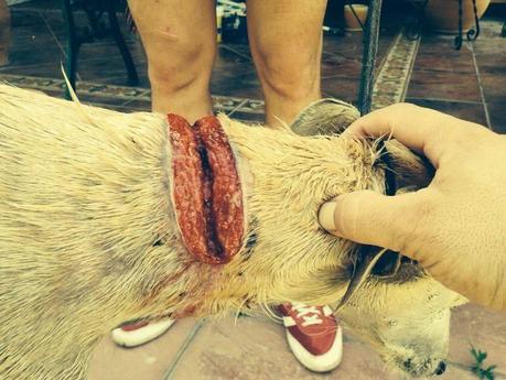 FUGA, GALGO CON ESPANTOSA HERIDA. URGEN PADRINOS Y ACOGIDA!!! (SEVILLA) FUGA, GALGO CON ESPANTOSA HERIDA. URGEN PADRINOS Y ACOGIDA!!! (SEVILLA)