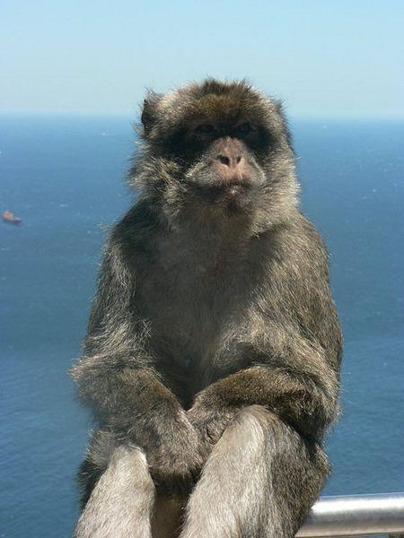 Macacos de Gibraltar, los unicos en estado salvaje de Europa