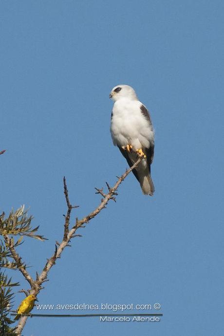 Milano blanco (White-tailed Kite) Elanus leucurus