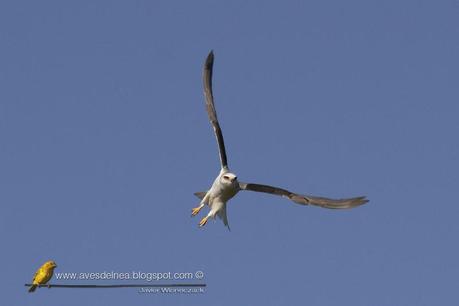 Milano blanco (White-tailed Kite) Elanus leucurus