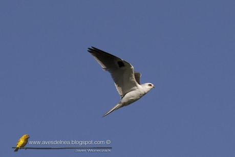 Milano blanco (White-tailed Kite) Elanus leucurus