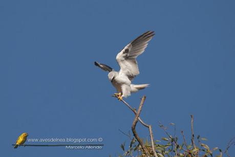 Milano blanco (White-tailed Kite) Elanus leucurus