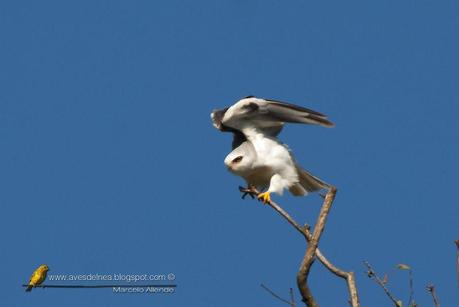 Milano blanco (White-tailed Kite) Elanus leucurus