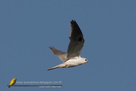 Milano blanco (White-tailed Kite) Elanus leucurus