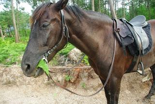 Aventuras a caballo, Negra