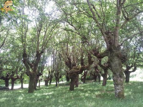 Senderismo en Lugo: de Barbadelo a Mercadoiro